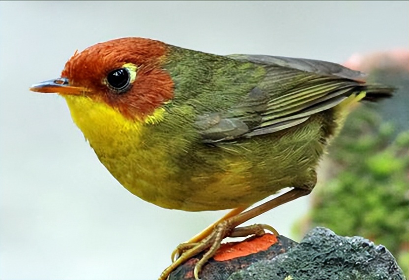 50张最佳鸟类摄影作品,鸟儿大全大图