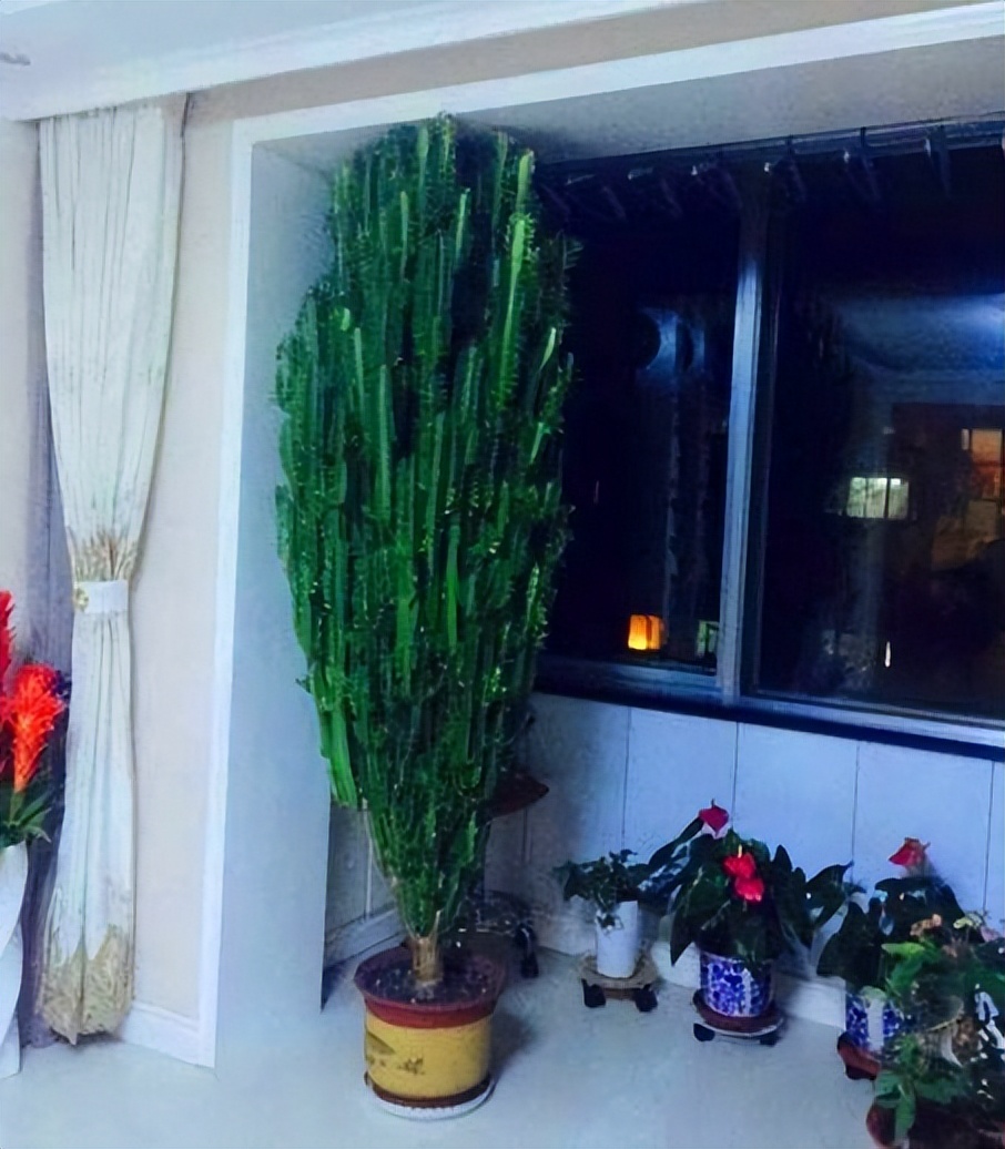 这3种花更值得拥有,这3种花一定要养