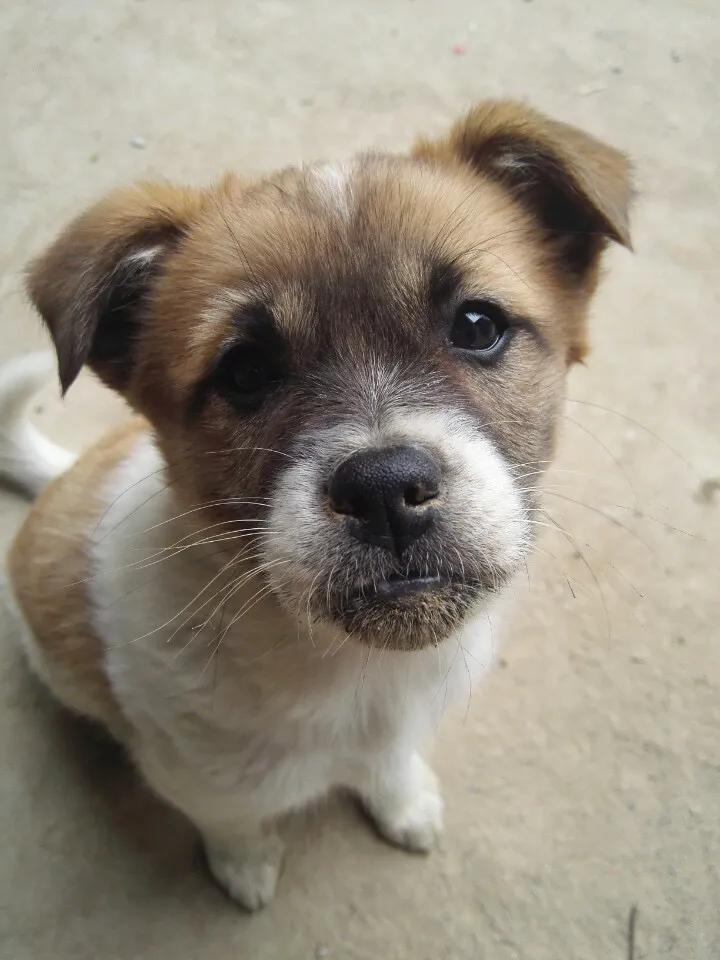 黑子狗狗,黑子狗狗视频