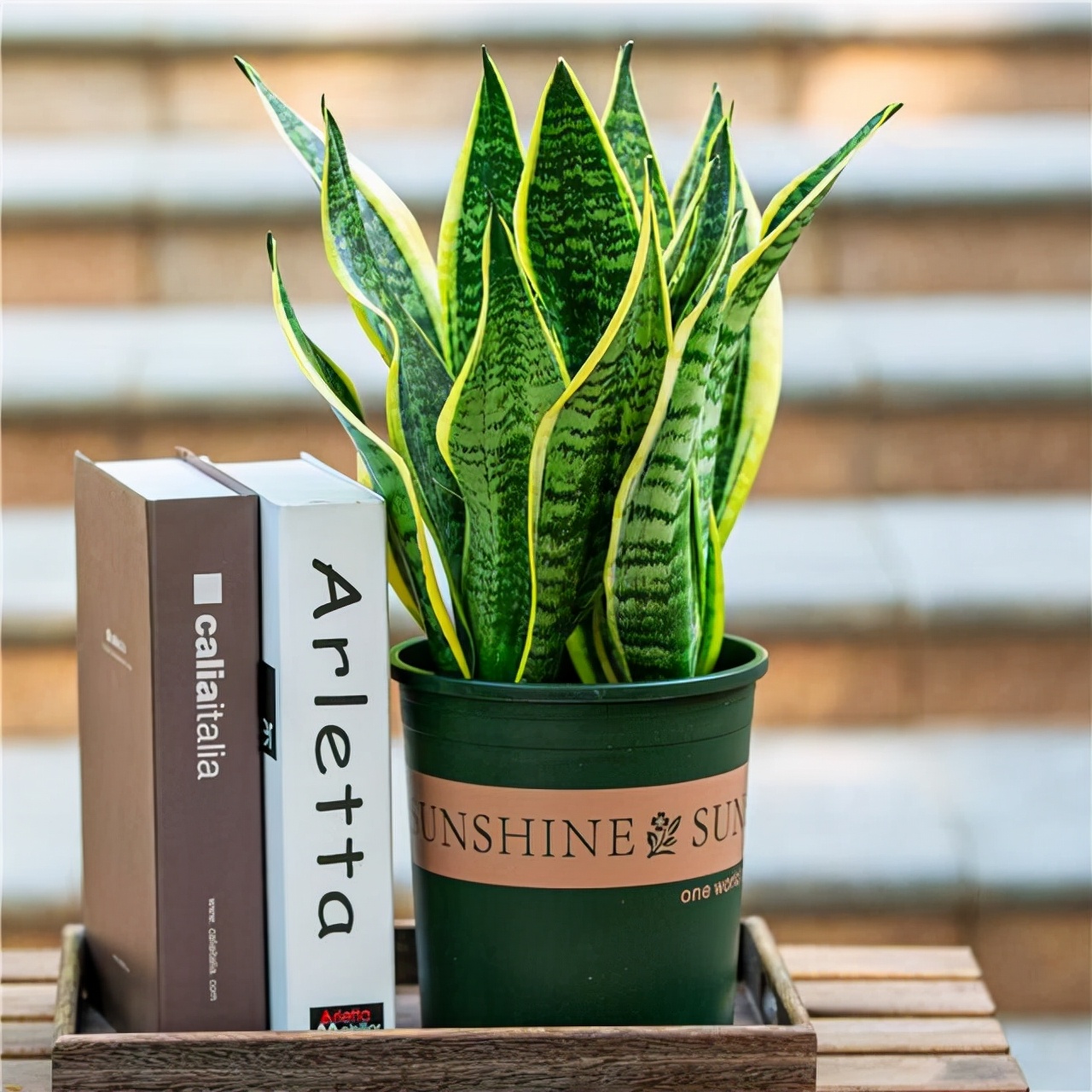 6种花适合养在卫生间吸潮气,家里有卫生间一定要养一盆