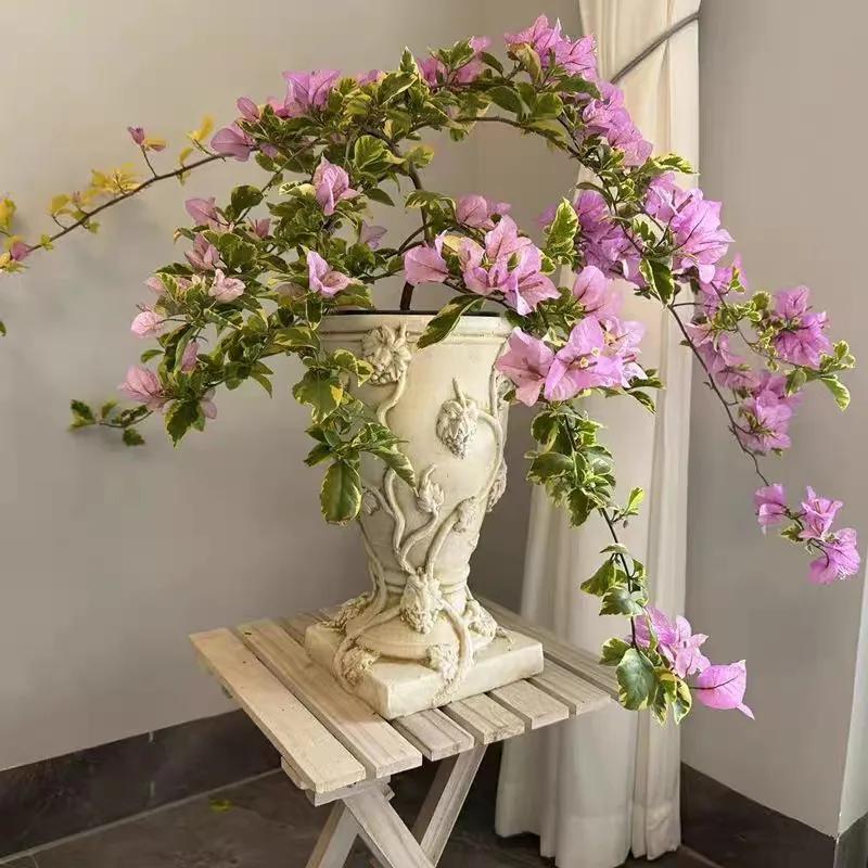 温度低于15度养花,耐热好养四季开花太阳花