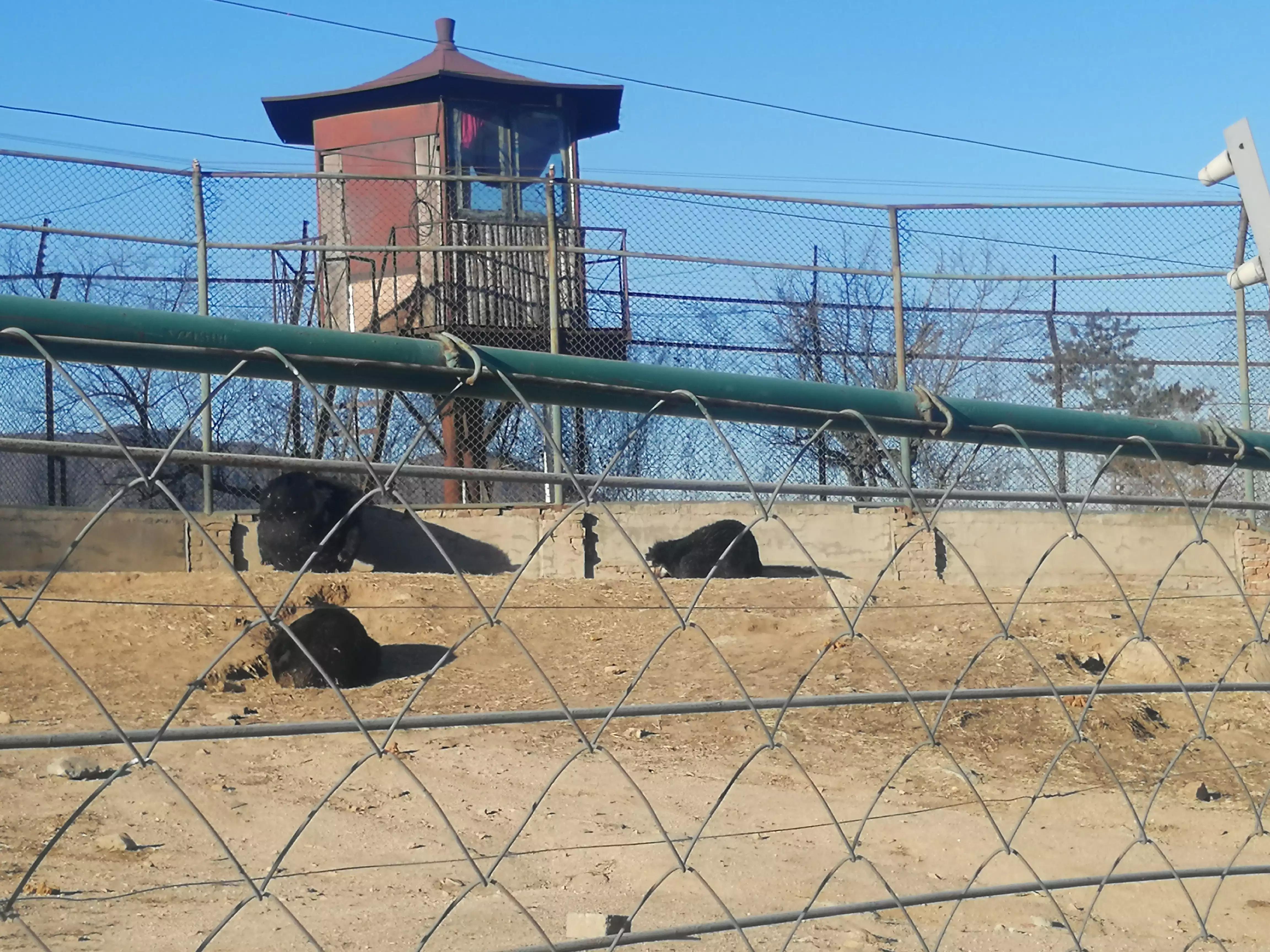 八达岭野生动物园赵菁,八达岭野生动物园门票收费标准