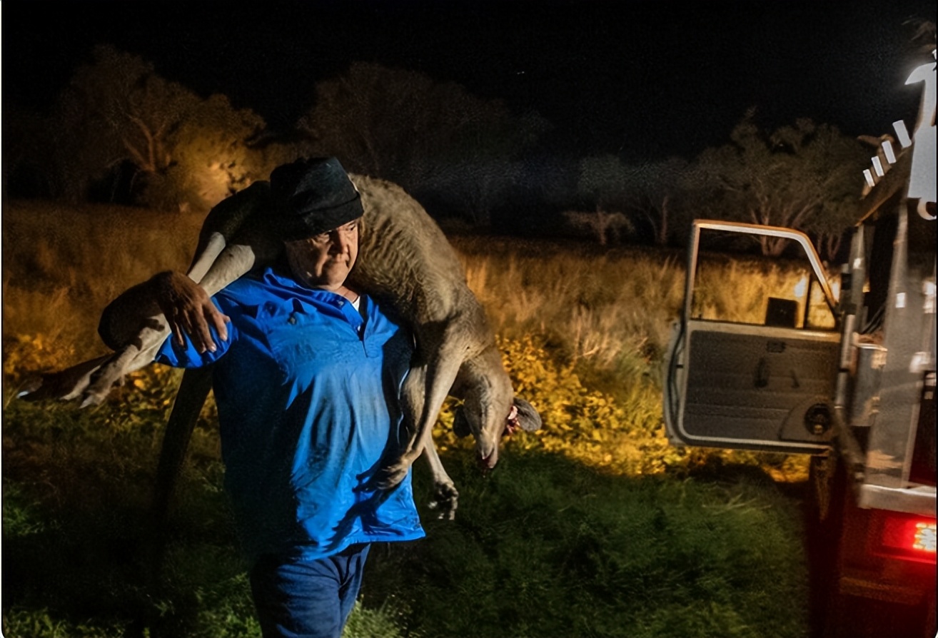 袋鼠的真实情况,袋鼠的真实现状