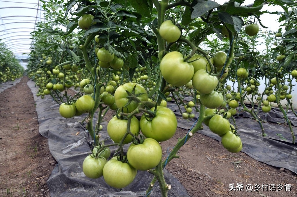 种植蔬菜学会巧施四肥,长势茂盛,瓜果满架,产量自然高