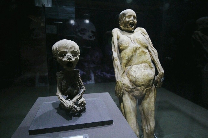 奇幻博物馆森林之旅,奇幻之旅博物馆