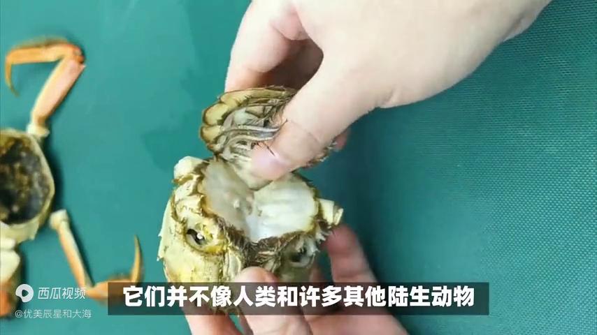 螃蟹常识大全及图片,生活小妙招螃蟹处理方法