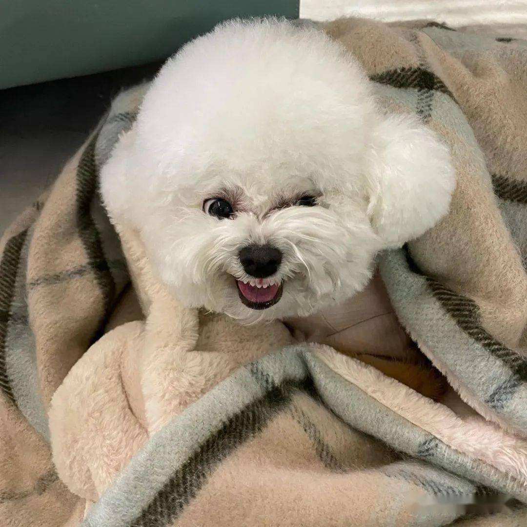 比熊泪痕和黄嘴毛怎么去除,比熊专用狗粮去泪痕哪一款好