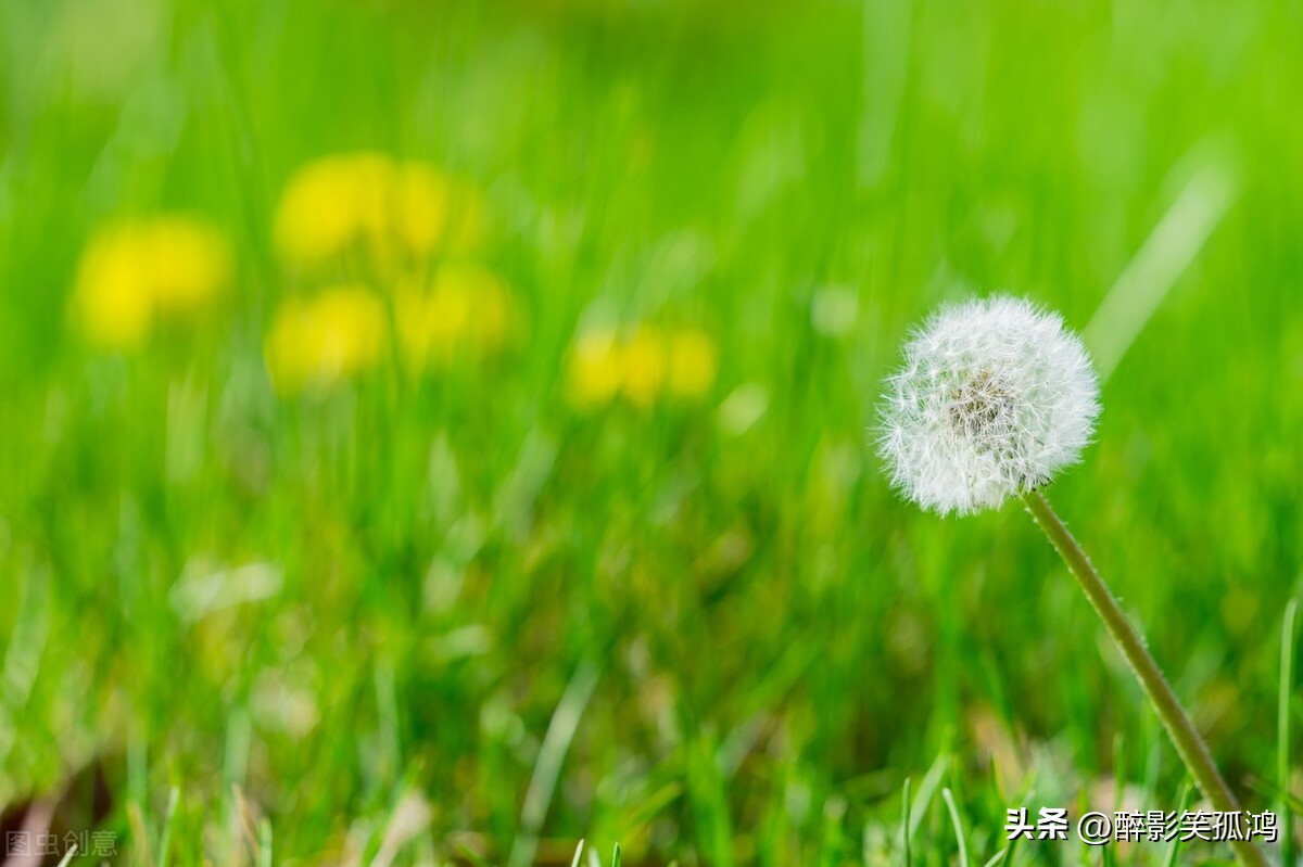三年级语文金色的草地重点是什么,三年级语文金色的草地完整版讲解