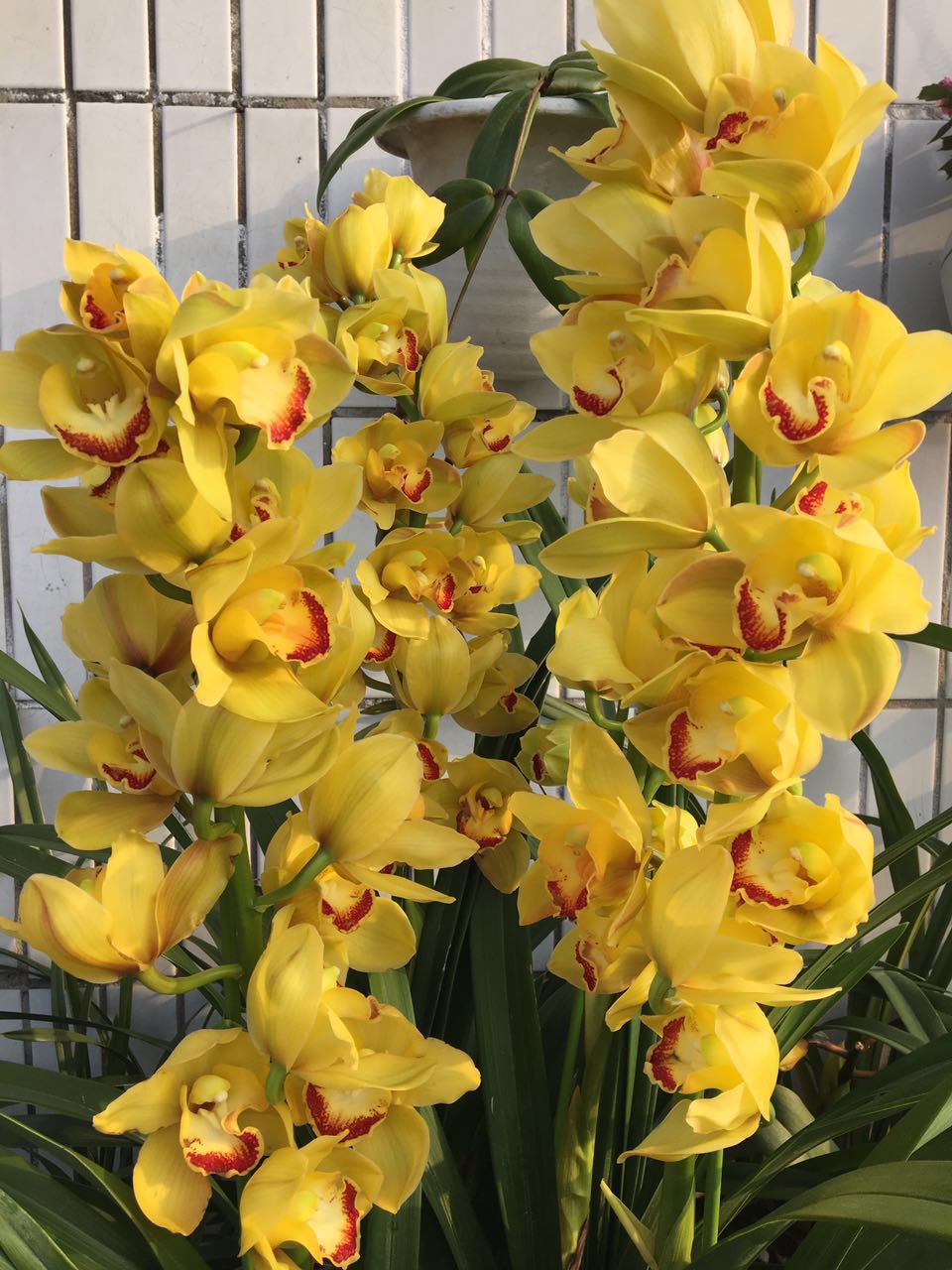 快过年了，家里可以养盆“黄金岁月”，美丽又喜庆，花香熏满屋