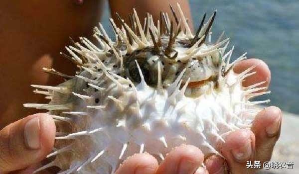 如何养殖河豚,如何养殖大批河豚