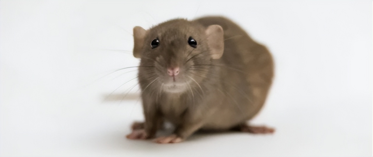 换血疗法真的能让人年轻吗,年轻人换血实验结果