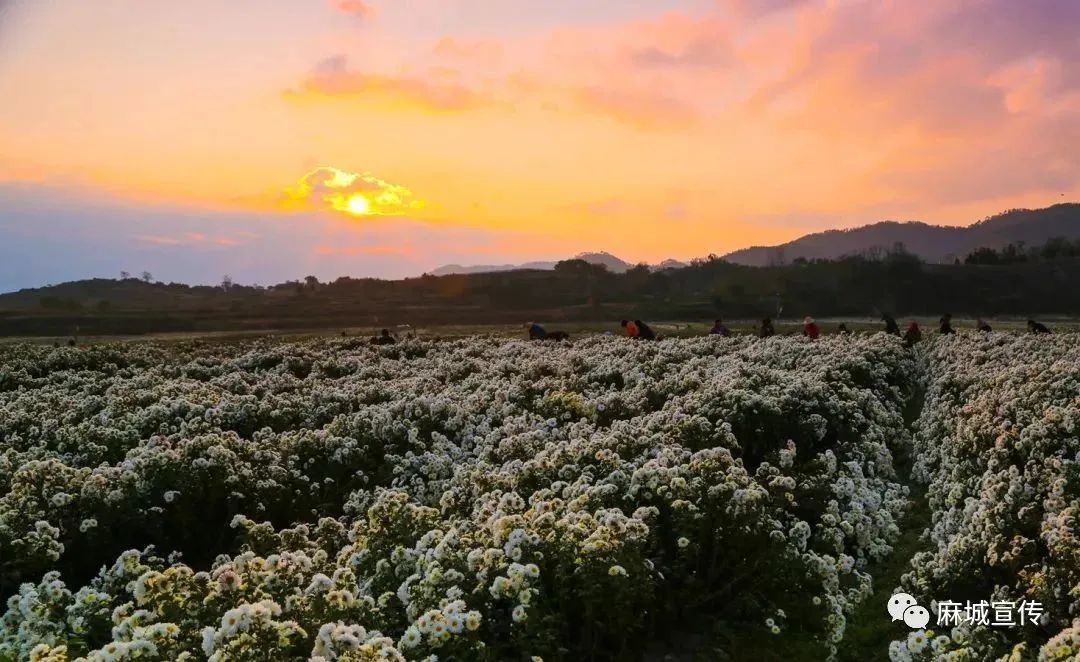 湖北麻城福白菊在哪里买,麻城福白菊产品及介绍