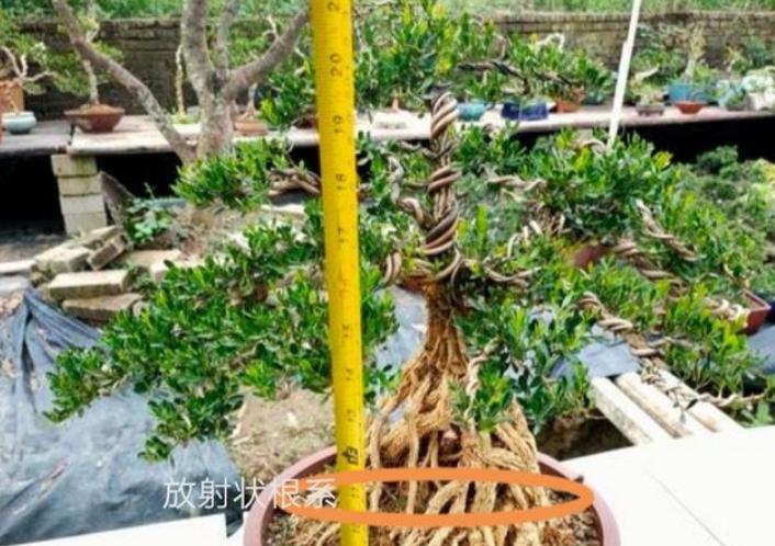 没有造型的罗汉松树苗,没根的造型罗汉松能养活吗