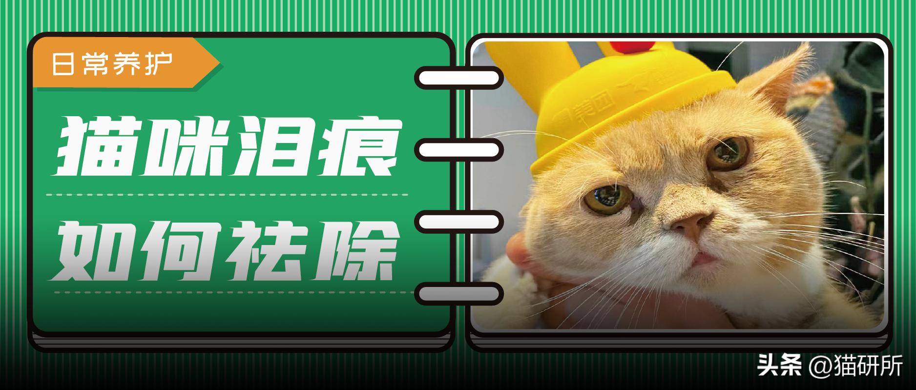 猫咪脸上有眼泪怎么办,猫咪脸上的泪痕怎么解决