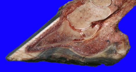 为什么马断了腿必须死,为什么马的腿一旦骨折会死呢