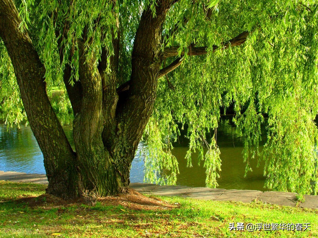 春日里垂柳细枝，随风飘荡，迎着春日
