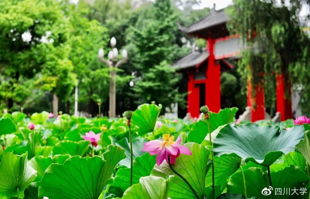 凤翔长空，鼎立华夏！四川大学：铸国之重器，秉家国初心！