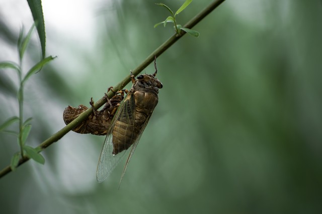 体验儿时找知了猴的乐趣,逮知了猴
