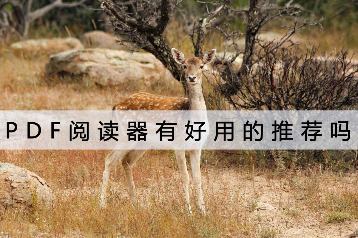 pdf阅读器哪一款好用,pdf阅读器哪个是比较小巧好用的