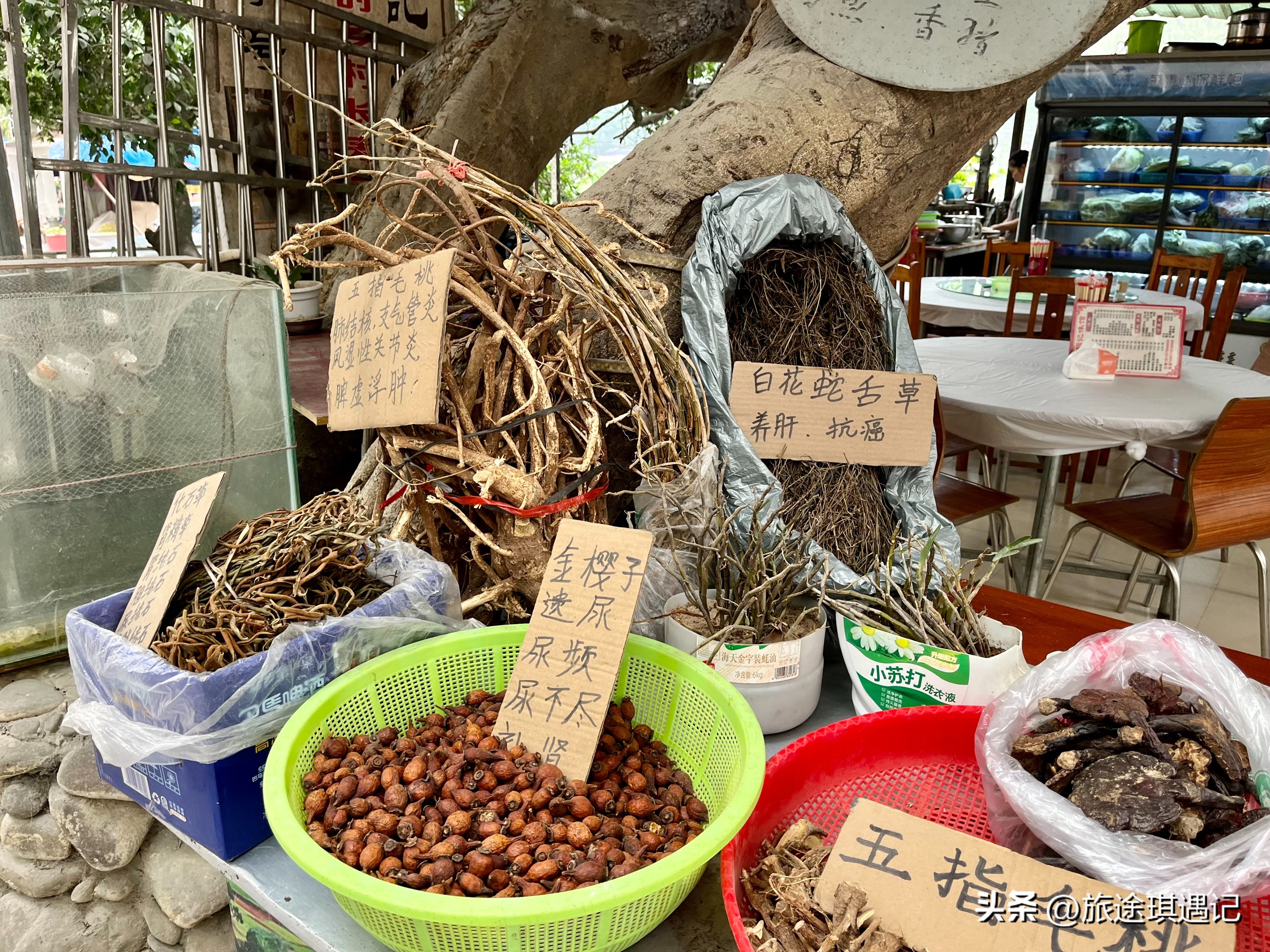 巴马长寿村百岁老人长寿秘诀,广西巴马长寿村人的生活