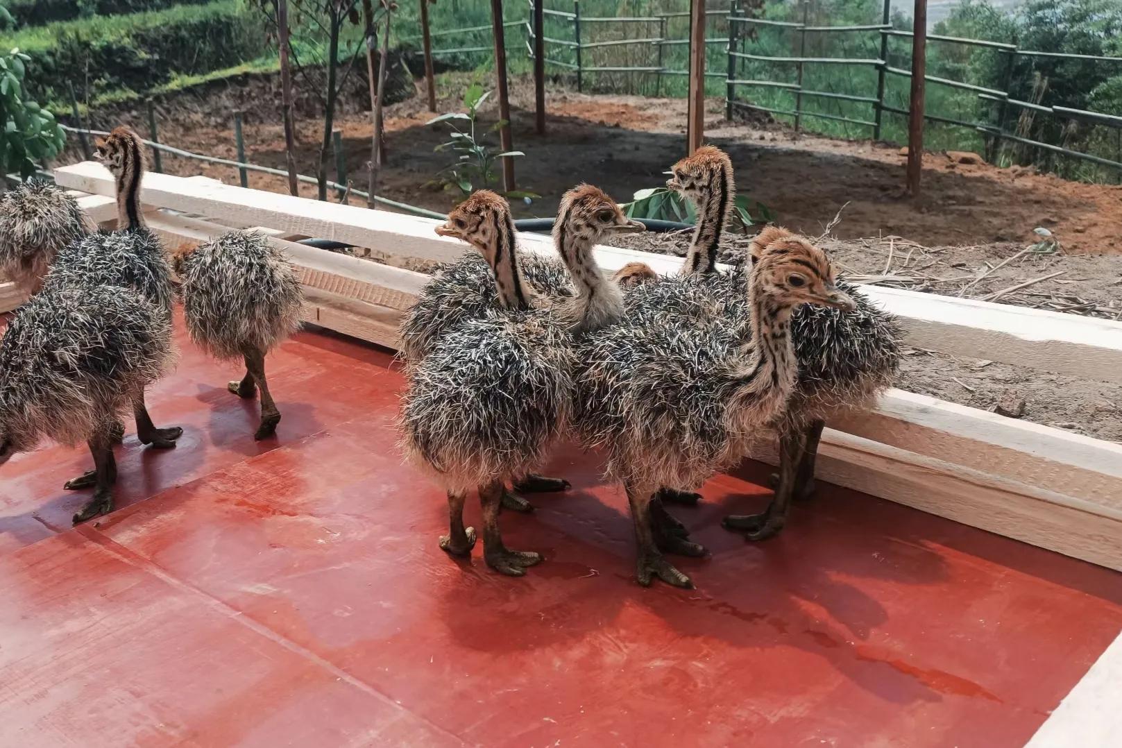 80后青年农民养殖鸵鸟,大学生回来养鸵鸟创业