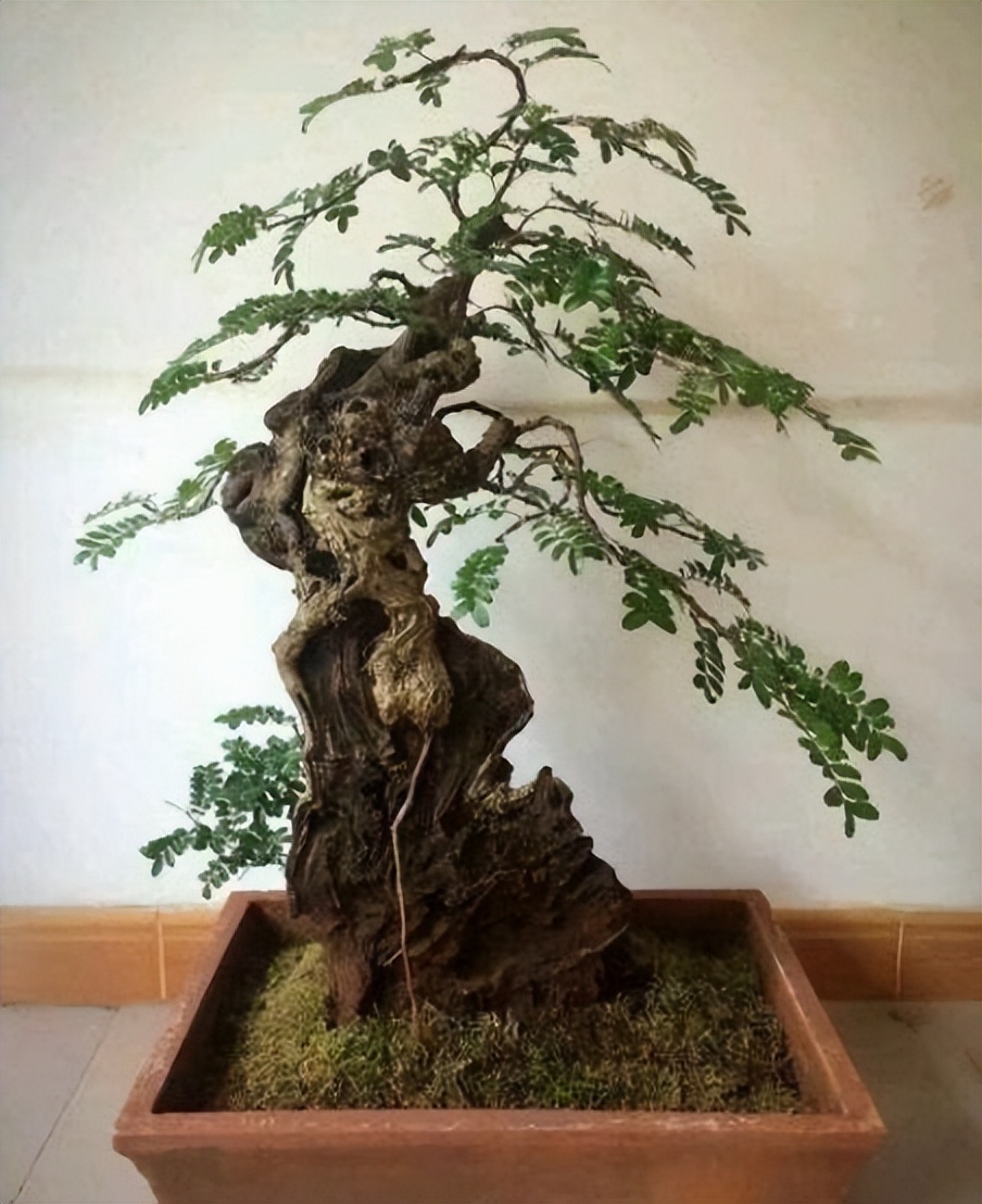 家里养这2种花净化空气带来好运,什么植物去除甲醛还好养大盆