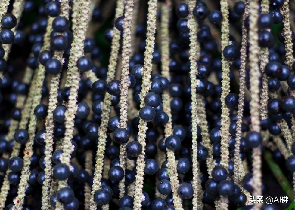 世界上最顶级的五种食物,世界各国特别的饮食文化知识