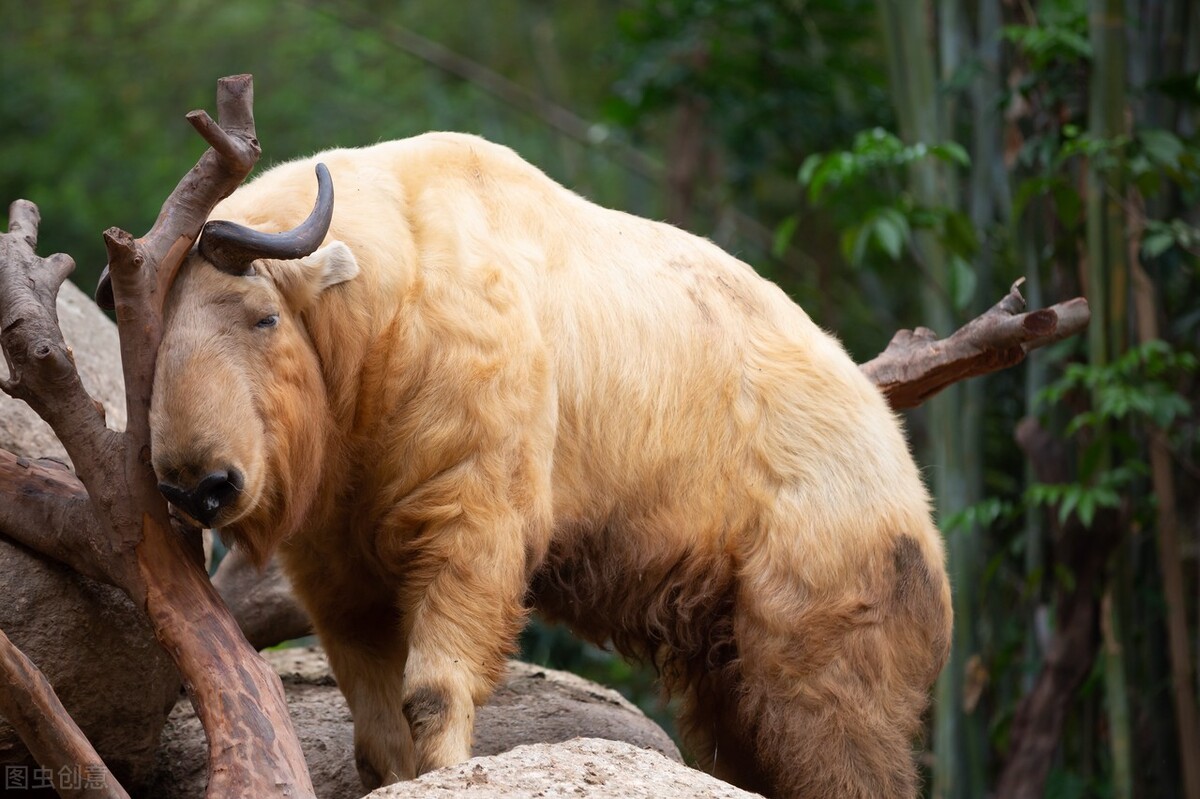 老虎伤人被打死犯法吗,老虎伤人直接打死会判刑吗