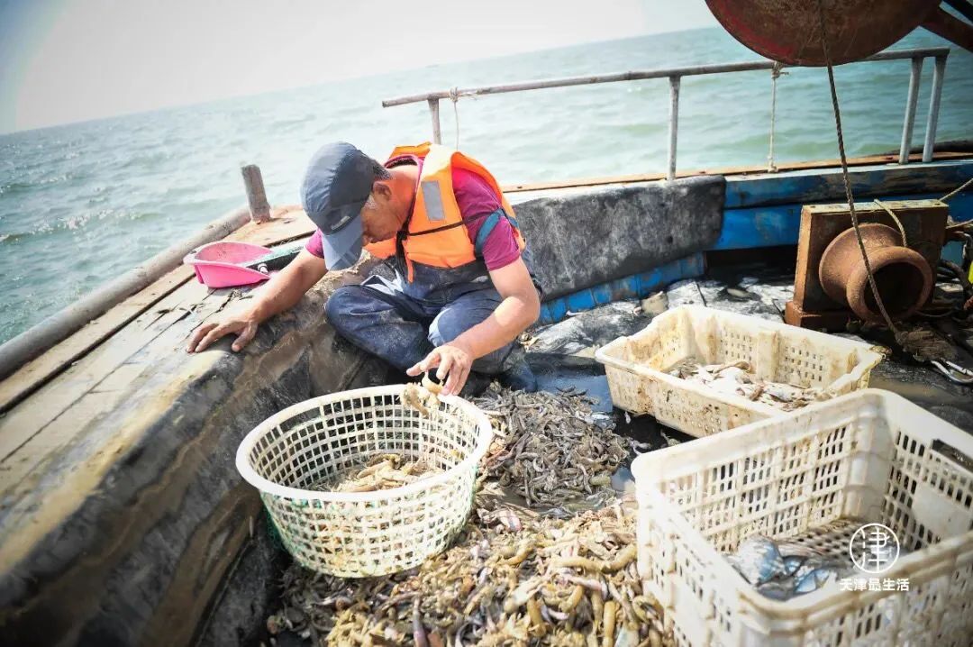 阳+34例！重磅好消息：开海，大波生猛海鲜来袭！天津人有多会吃