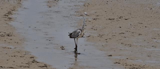 最震撼的红树林,最不真实的红树林