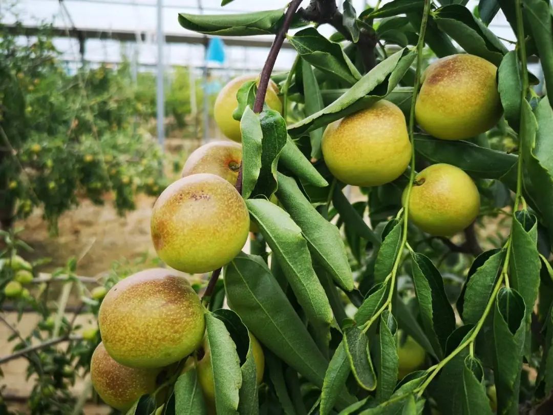 百果园投资十二万一年挣多少,开一家百果园年收入多少