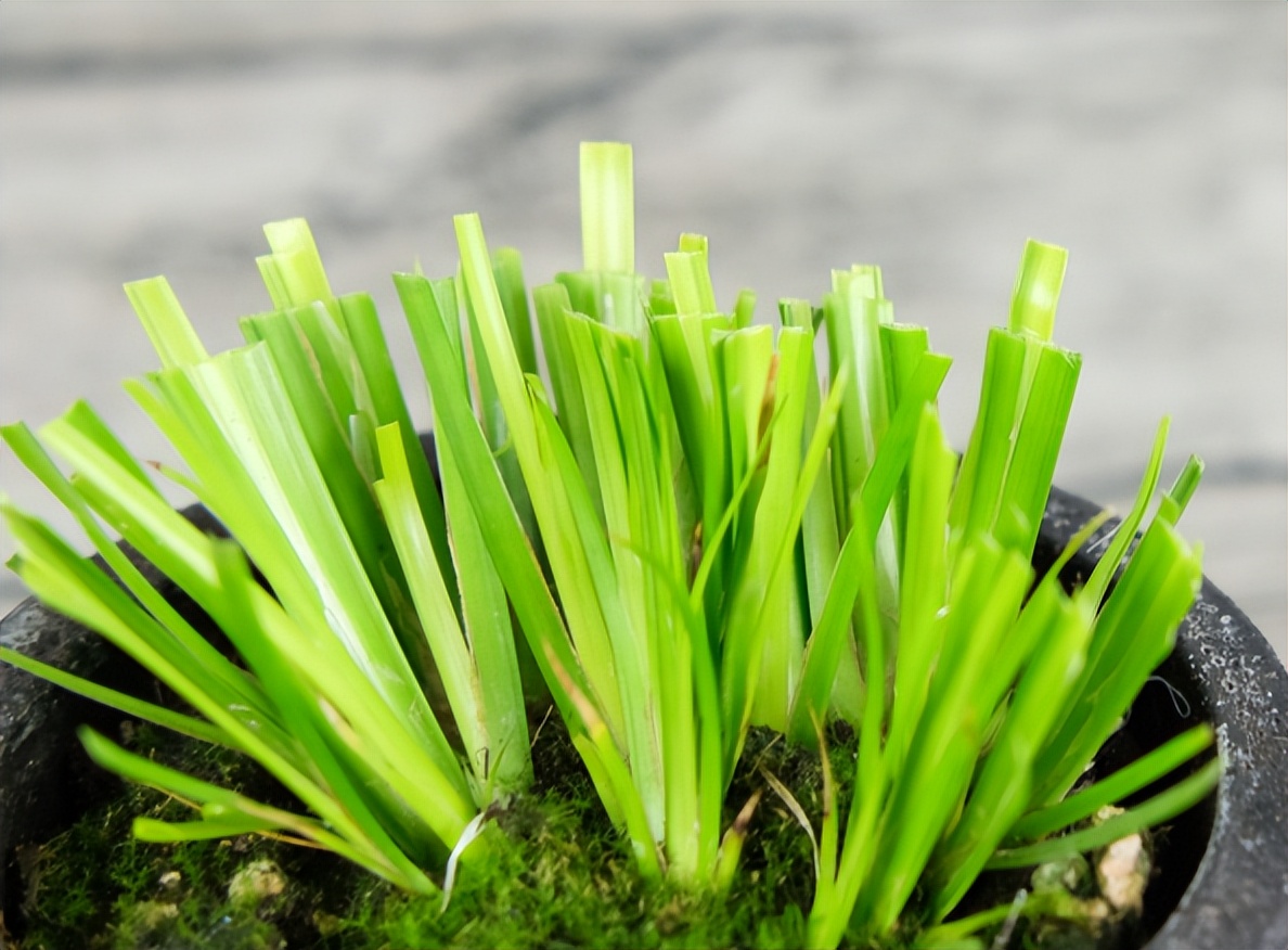 上水石可以种植什么,上水石吸水效果