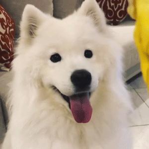 全网最受欢迎的十位狗狗,受欢迎的十大狗第一排为土狗