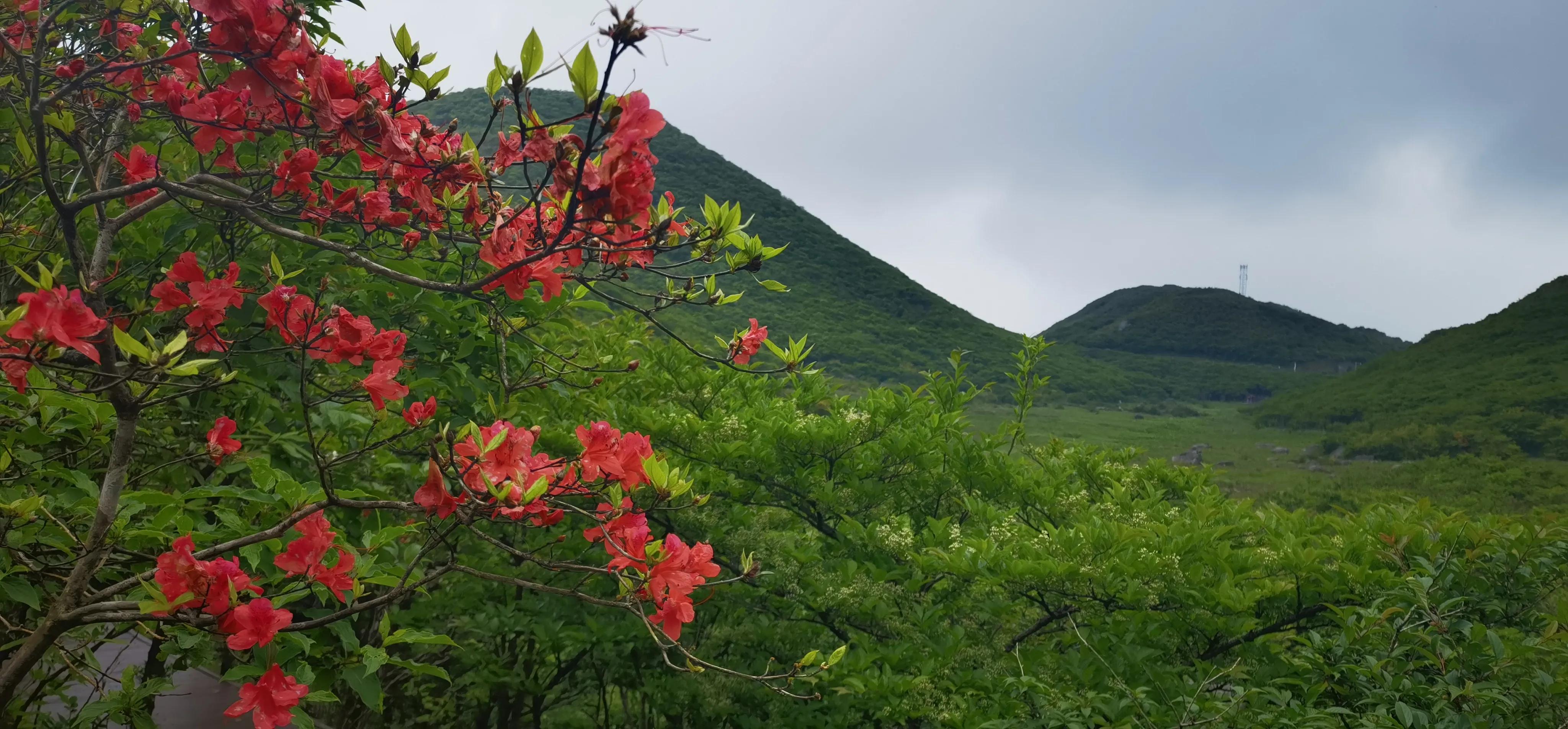 浏阳大围山森林公园浏阳河源头,大围山杜鹃花在哪个景点看