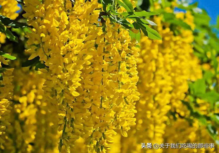 槐花有几种颜色的可以吃,紫色槐花吃了对身体有什么危害