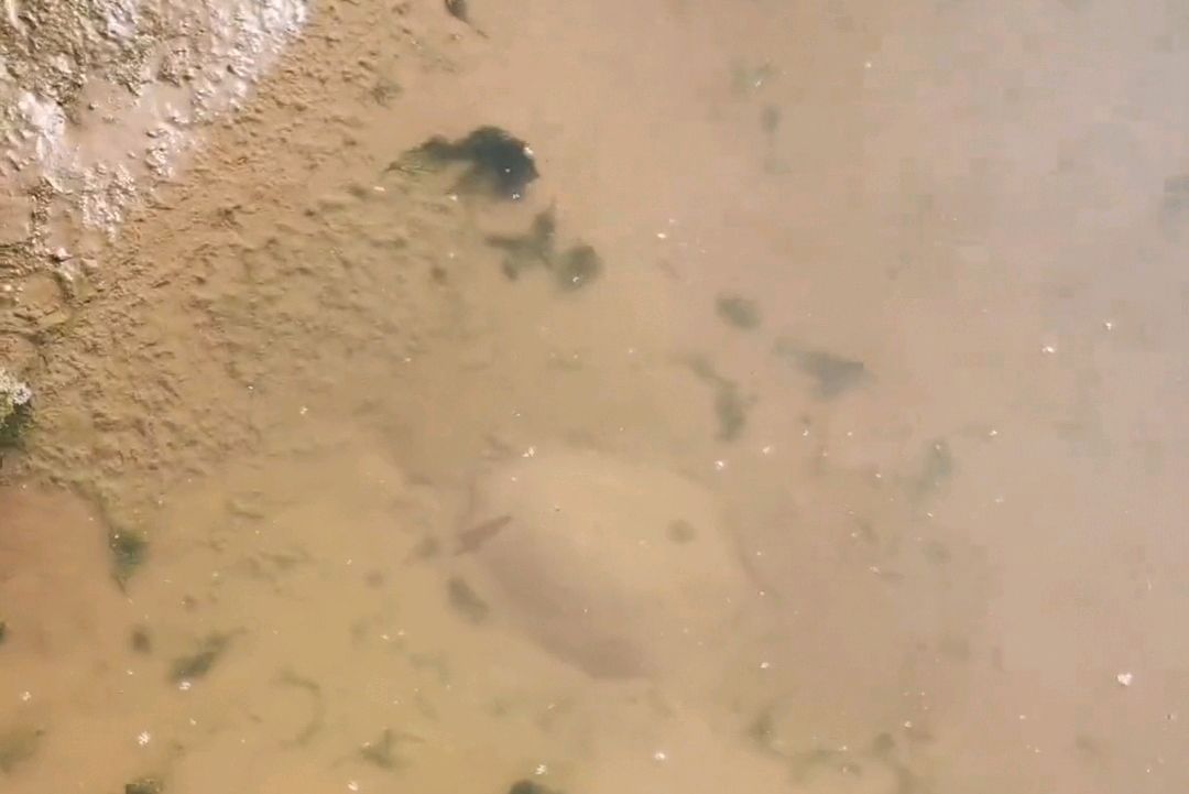 郑州黄河边捉老鳖,山东河南交界处黄河老鳖