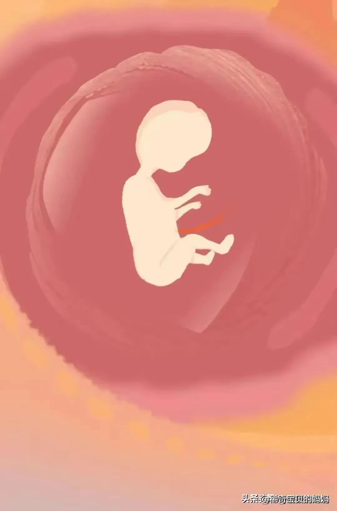 科普知识小蝌蚪怎么成长为青蛙,小蝌蚪动画的成长过程