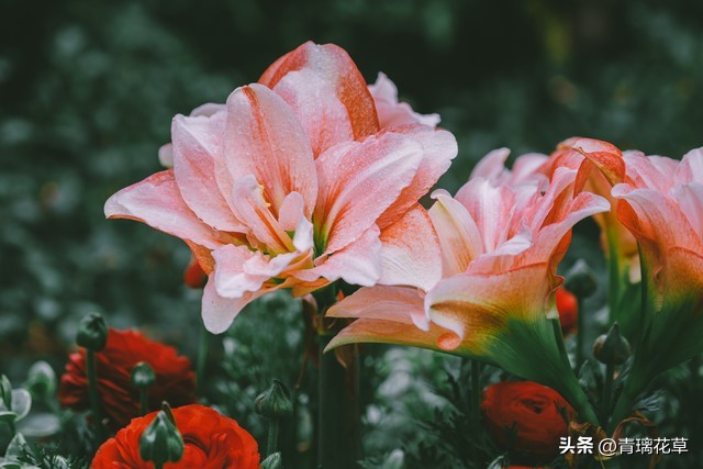 养花养成“花草杀手”，就养这些5种球根花，好看好养还有大用处