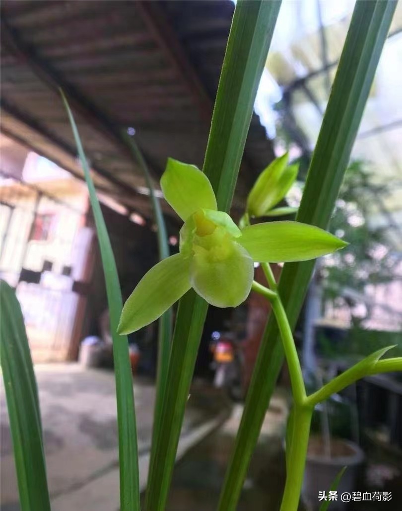 94年，男子10元购入一棵兰花，06年却卖出百万天价，兰友：有眼力