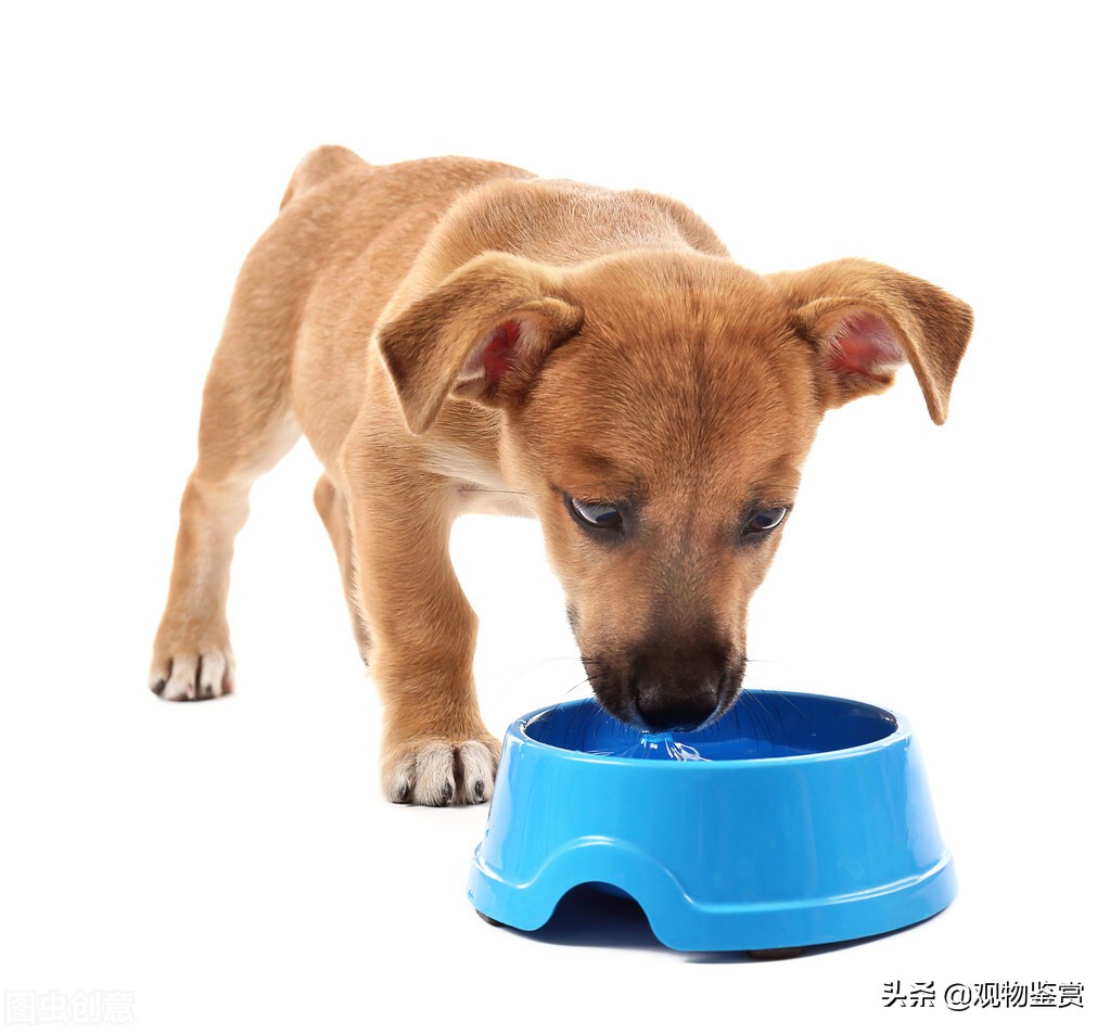 狗狗误食塑料袋的处理方法,狗狗误食塑料袋