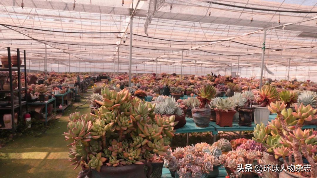 江苏姑娘养多肉,山东女子在家养千盆多肉