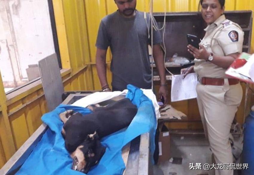 印度发生恶性案件，男子在家里强奸宠物狗，被拍下视频传上网