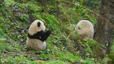 原来它们也有“性丑闻”，这片看完让我大开眼界