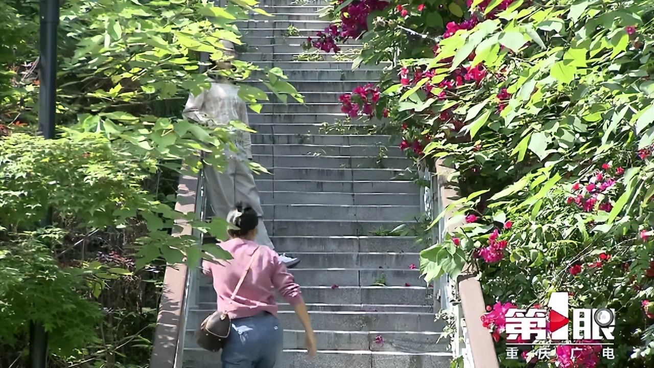 期待已久的三角梅绚丽多彩,街边的红紫三角梅艳丽开放