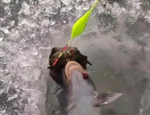 钓友钓到怪鲤鱼被吓坏,冰钓掉入水中搞笑视频