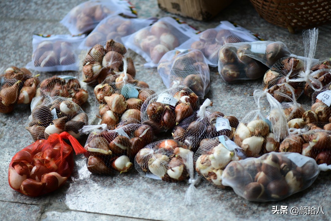 盘点今年河马花园里最美的几款郁金香|园丁