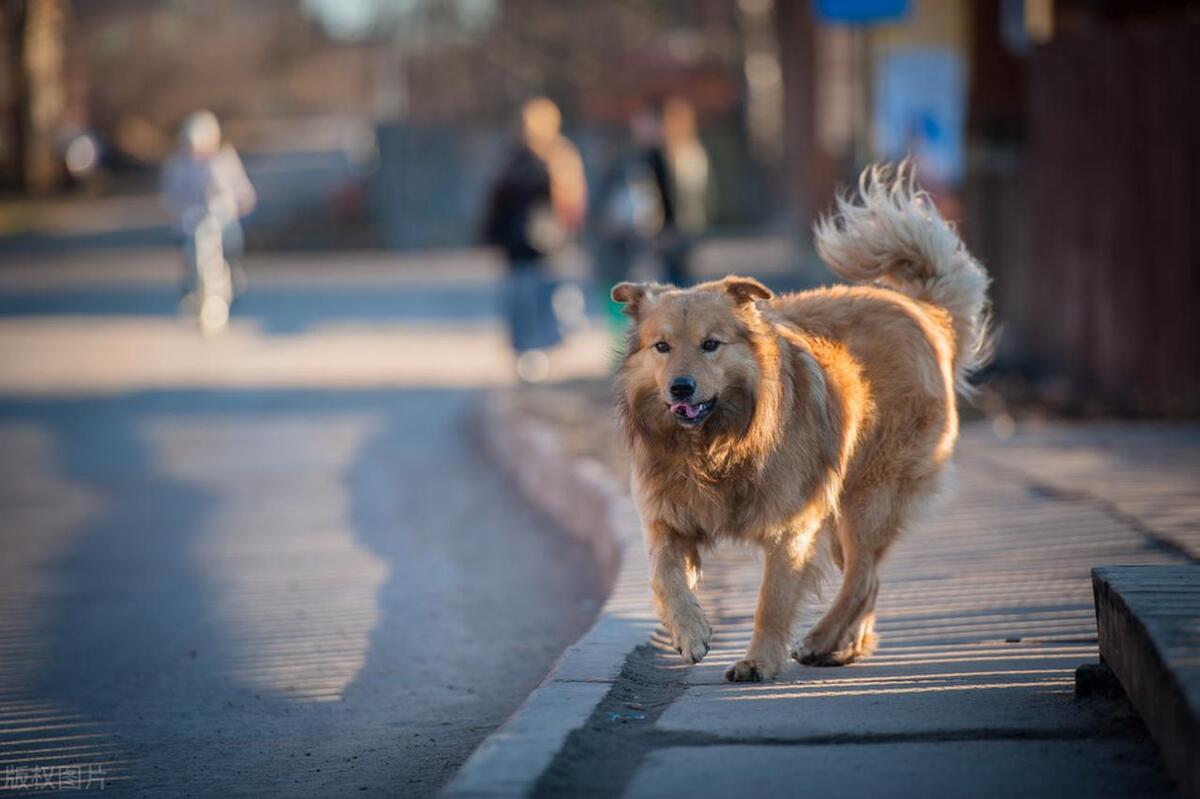 狗狗短命的5个明显细节,狗狗变老的十大标志