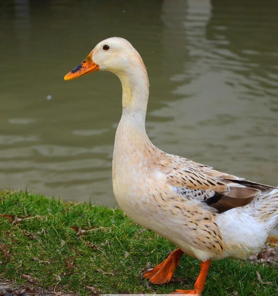 小鸭子学游泳动作,小鸭子学游泳读后感