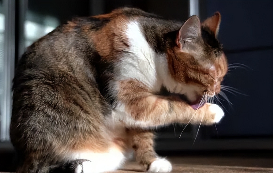 动物生病了该怎么办,动物生病自救方法