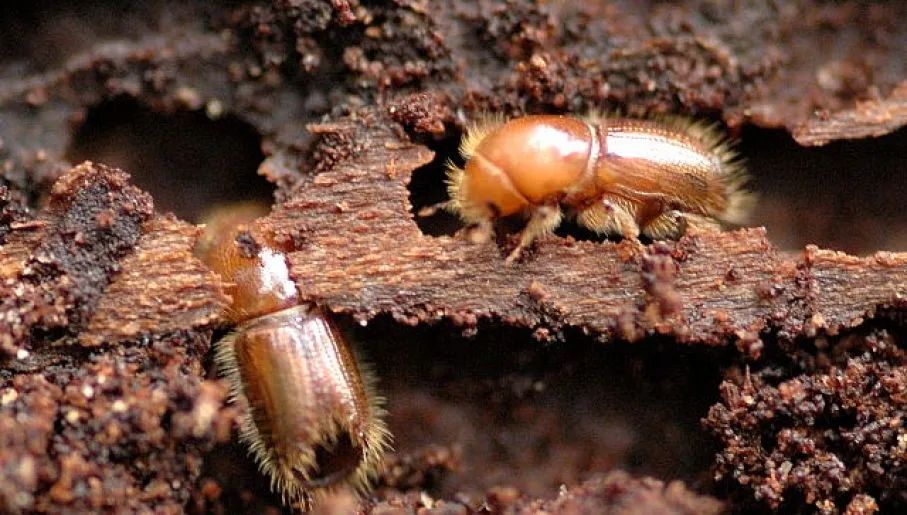 不列颠哥伦比亚省北方针叶林山松甲虫爆发后林分更新及发展轨迹